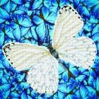 Diamond Dotz: Borboleta branca - 38 x 38 cm