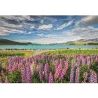 Collezione di alta qualità: puzzle da 1500 pezzi Lupin in fiore al lago Tekapo