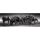 Kõrgekvaliteetne kollektsioon: hiiglaslik elevantide kari pusle - 1000 tükki