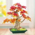 Cărămidă de construcție bonsai de arțar