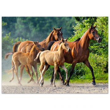 Arabski konji - sestavljanka s 260 kosi - .slika