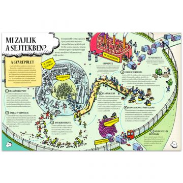 Kako deluje človeško telo? - izobraževalna knjiga v madžarskem jeziku - .slika