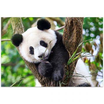 Clementoni: Panda medvedek - sestavljanka s 104 deli - .slika