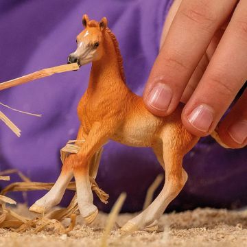 Schleich Horse Club: figurina puledro arabo 13984 - .immagine