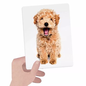 Headu: Érintsd meg és párosíts! taktilis fejlesztő játék - . kép