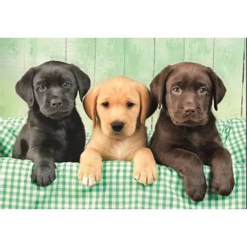 High Quality Collection: Drei kleine Labradorwelpen Puzzle - 1000 Teile - . bild aus