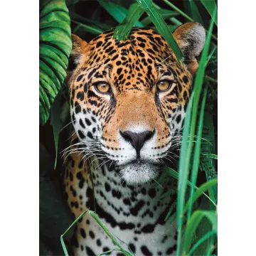 Clementoni Puzzle Jaguár a dzsungelben, 500 db - . kép