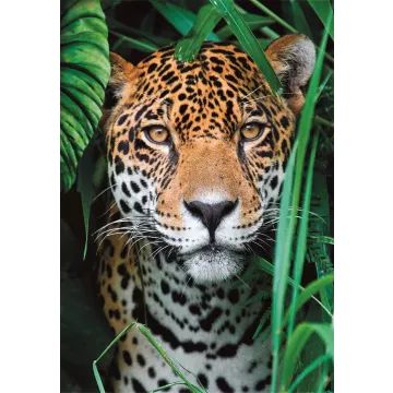 Rompecabezas Clementoni “Jaguar en la jungla”, 500 piezas - .imagen
