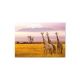 Amboseli Narodni park, Kenija 1000-delna sestavljanka - .slika