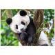 Clementoni: Panda medvedek - sestavljanka s 104 deli - .slika