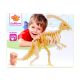 Eichhorn: 3D lesen dinozavrski skelet - različni - .slika