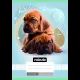 Nebulo: Schoolschrift met dierenmotief, groep 5, 12-32, A5 - diverse - .afbeelding