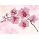 Diamond Dotz: Orchidee - 31 x 41 cm - .afbeelding