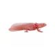 Mojo: Axolotl - figura pintada a mano - .imagen