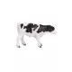 Mojo: Vitello Holstein - Figura dipinta a mano, in piedi - .immagine