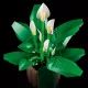LEGO® Botanicals Spathiphyllum 11504 - .immagine