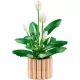 LEGO® Botanicals Spathiphyllum 11504 - .immagine