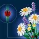 LEGO® Botanicals Margueritter 11508 - .billede