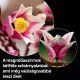 LEGO® Botanicals Magnóliaágak 11510 - . kép