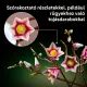 LEGO® Botanicals Magnolijų Šakos 11510 - .vaizdas