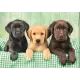 High Quality Collection: Drie kleine Labrador puzzel - 1000 stukjes - .afbeelding