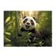 Gummimappe mit Pandamuster – DIN A4 - . bild aus