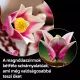 LEGO® Botanicals Magnóliaágak 11510 CSOMAGOLÁSSÉRÜLT - . kép