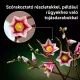 LEGO® Botanicals Magnóliaágak 11510 CSOMAGOLÁSSÉRÜLT - . kép