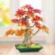 Cărămidă de construcție bonsai de arțar - .foto