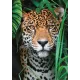 Puzzle Clementoni Jaguar în junglă, 500 piese - .foto