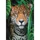 Clementoni slagalica Jaguar u džungli, 500 komada - .slika