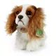 Cavalier King Charles spaniel de pluș 25 cm - .foto