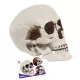 Decorațiune craniu cu mandibulă mobilă – 12 cm - .foto