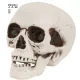 Decorațiune craniu cu mandibulă mobilă – 12 cm - .foto