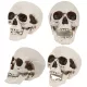 Decorațiune craniu cu mandibulă mobilă – 12 cm - .foto