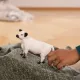Schleich: 13960 vițel Galloway - .foto